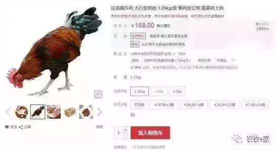 关于鸡的创业项目_创业卖鸡故事_卖鸡生意