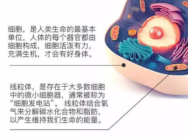 美国健身男演员_美国健身明星_美国健身名人女
