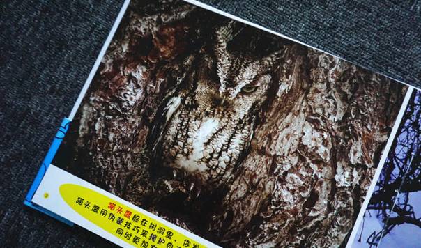 抢凳子篮球的游戏规则_篮球坐凳子_篮球板凳